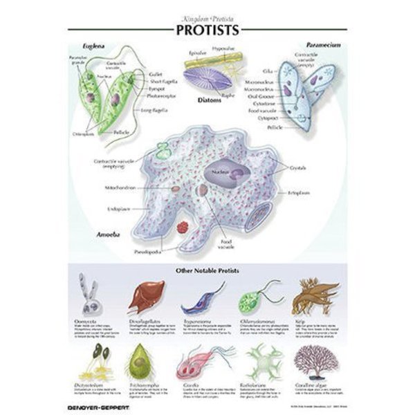 Denoyer-Geppert Charts/Posters, Protist Chart 7505-08